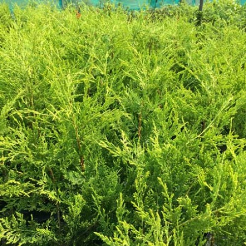 30-40cm Pot Grown Golden Cupressocyparis Leylandii | ScotPlants Direct